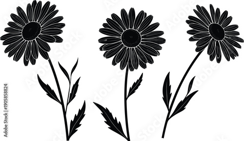 Set of Three Black Silhouettes of Daisy Flowers with Stems and Leaves, Chamomile Floral Elements Isolated on White Background, Vector,