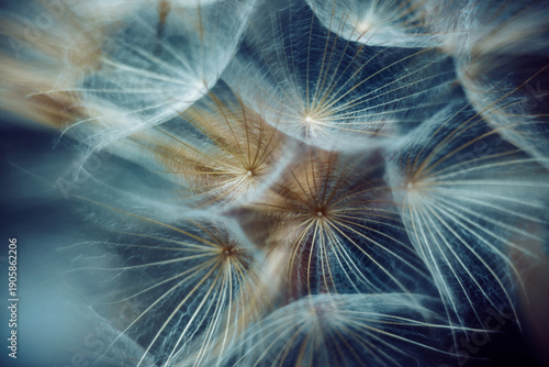 Full frame macro close-up of a dandelion clock seed head