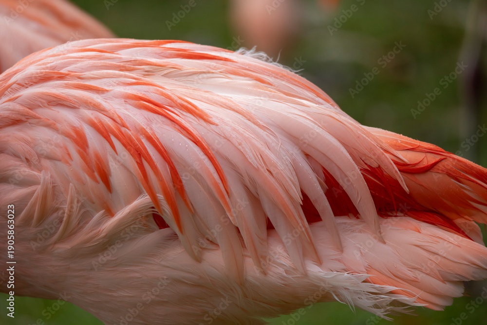 Fototapeta premium close up of flamingo