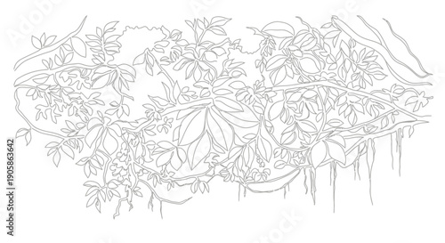 line drawing of hanging plants and vines
