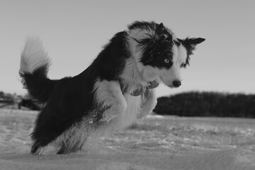 border collie dog