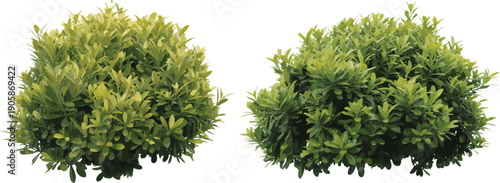 Green garden shrub bush, realistic foliage cluster, trimmed landscaping plants, natural outdoor greenery, ornamental evergreen shrubs for design vector background