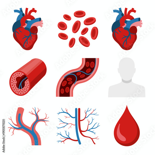 Illustrations of human circulatory system and blood components