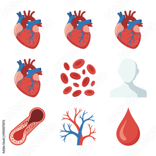 Anatomical heart and blood vessel illustrations with red blood cells and droplets