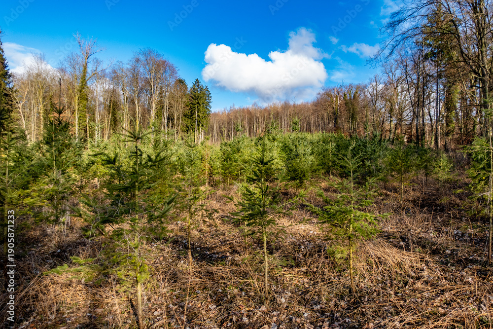 Fototapeta premium Wiederaufforstung im Mischwald