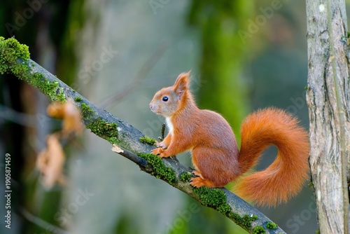 A cute european red squirrel in the nature habitat.  Sciurus vulgaris. A cute european squirrel climbs on a tree. 