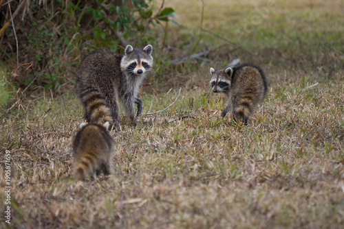 Raccoon family