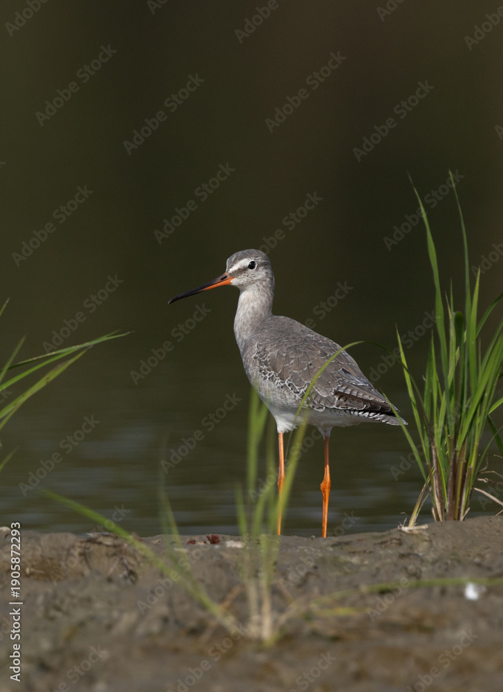 Obraz premium Portrait of a Spotted redshank at Purbasthali oxbow lake, India