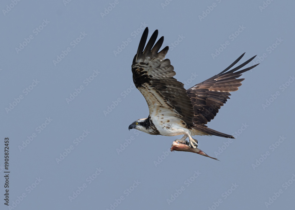 Fototapeta premium Osprey flying with a fish catch at Purbasthali oxbow lake, India