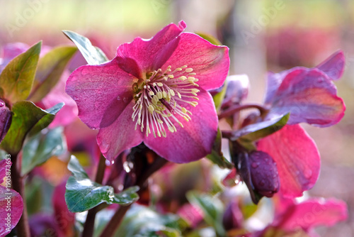 Photos Deep pink Helleborus, hellebore or lenten rose, ‘ice n roses red’ in flower