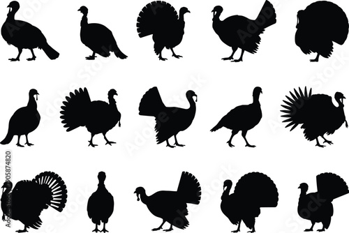 Turkey silhouettes illustration with tail feathers, standing and walking poses, black and white artwork, wildlife birds, nature, species, anatomy, design concept