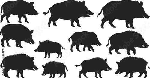 Wild boar silhouettes illustration with tusks, walking and standing poses, black and white artwork, wildlife animals, nature, species, anatomy, design concept