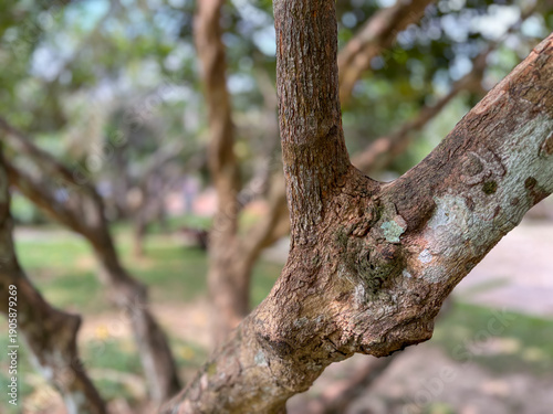 Close up brown tree trunk with rough bark texture in the park