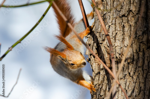 squirrel on a tree