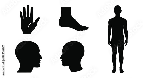 Anatomical parts depicted as dark shapes against a white background silhouette