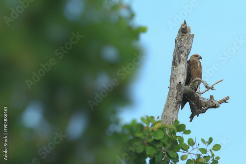Obraz na plátně Chick eagle roost in the on top trunk