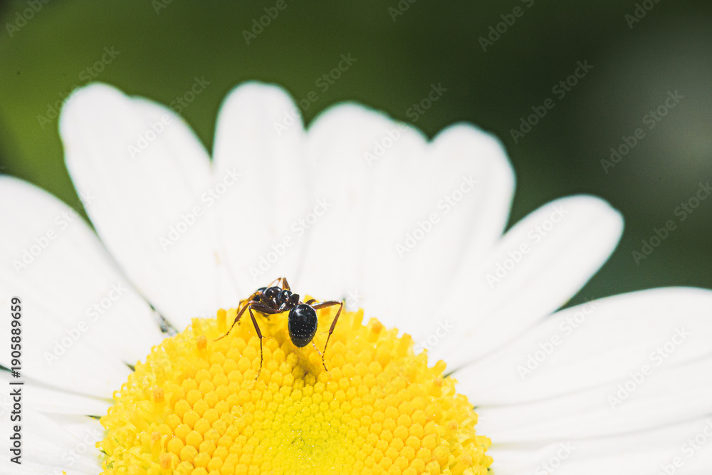 Obraz premium Flowers macro