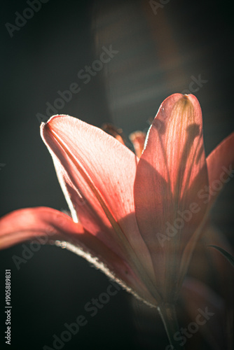 Nature Photography