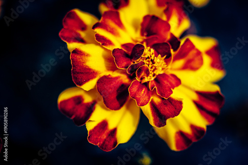 Nature Photography