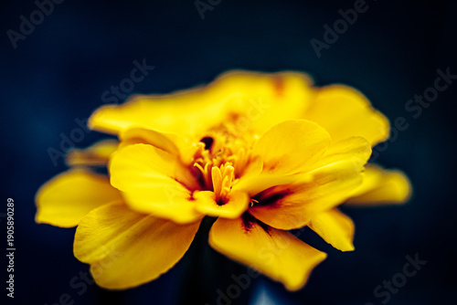 Nature Photography