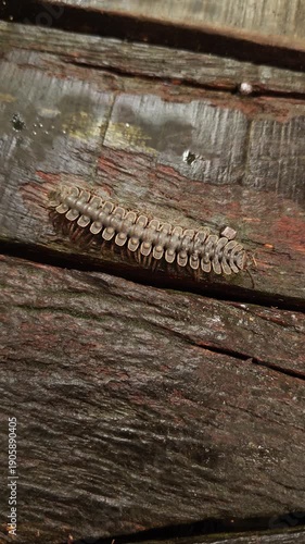 Flat backed millipede crawling on forest ground in Borneo. Close up wildlife scene showing tropical invertebrate in its natural habitat.