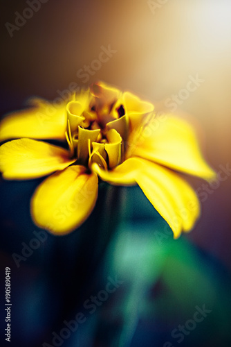 Nature Photography