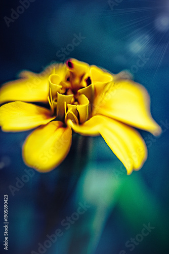 Nature Photography