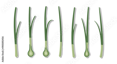 Set of green onion sprouts with roots