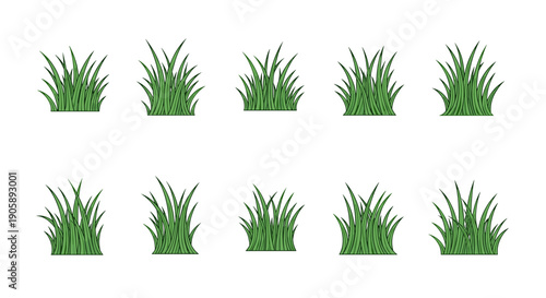 Collection of different grass plants with varying heights and shapes