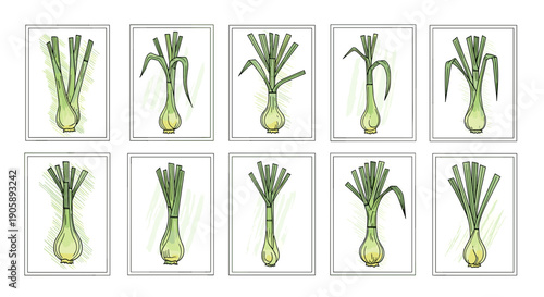 Collection of fresh green leek vegetables