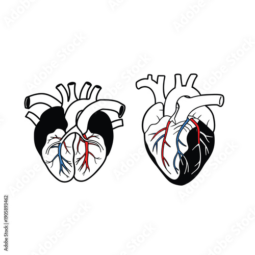 Vector drawing of heart structure with arteries and veins, medical concept.