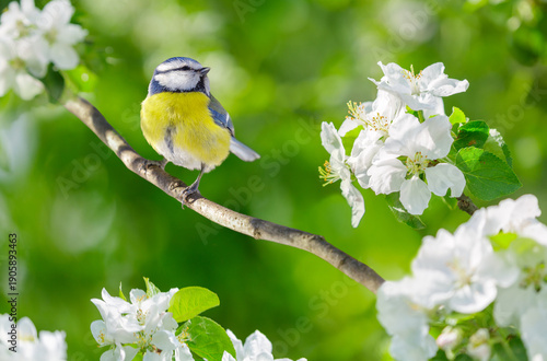 little bird perching on branch of blossom apple tree with white flowers. Blue tit. Parus caeruleus. Springtime
