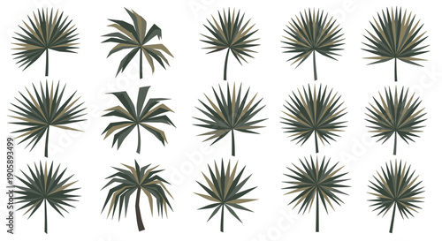 Collection of various palm leaves and fronds
