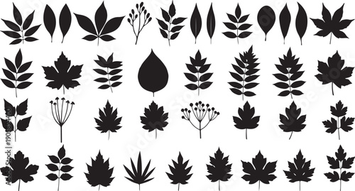 Collection of Black Silhouette Leaf Shapes and Botanical Elements Keywords: leaves, silhouette