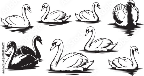 Collection of Swan Silhouettes in Various Poses on Water bird black and white