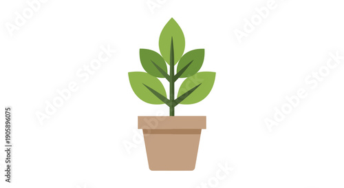 Small Potted Green Plant Growing.