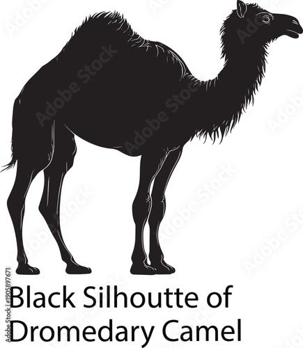 Black Camel Silhouette vector illustration