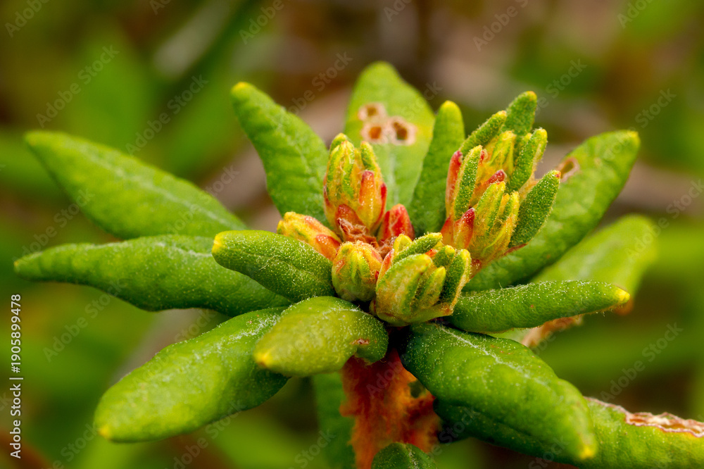 Fototapeta premium Bog Labrador Tea - Rhododendron groenlandicum