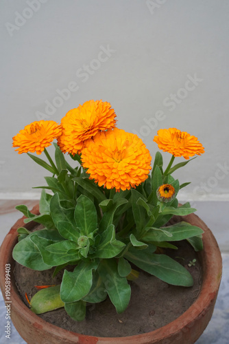 Orange calendula flowers and buds grow neatly in a pot against a light gray monochrome background. Close-up of a bright medicinal plant, with healthy leaves and petals, blooms on a terrace or balcony.