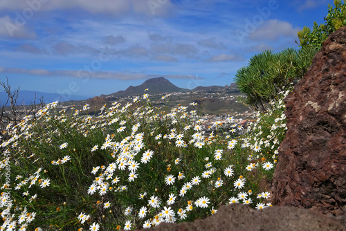 Scene of Tenerife Spain with white daisy flowers in foreground
