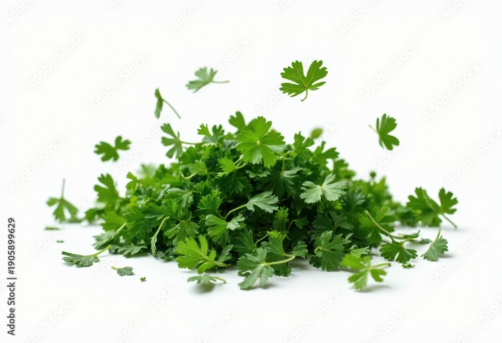 Fototapeta premium Fresh Cilantro Leaves Sprinkled on a White Background