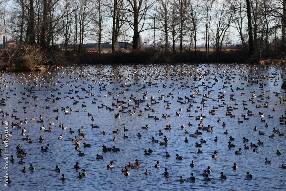 custom made wallpaper toronto digitalAnatre