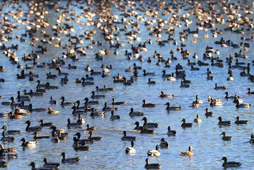 Wallpaper Mural Anatre Torontodigital.ca