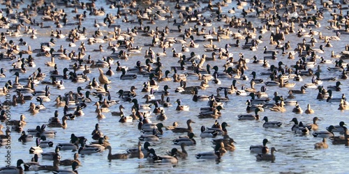 Wallpaper Mural Anatre Torontodigital.ca