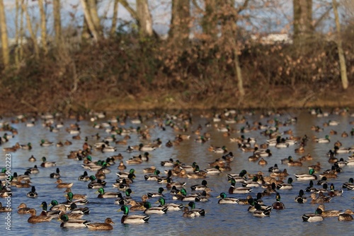 Wallpaper Mural Anatre Torontodigital.ca