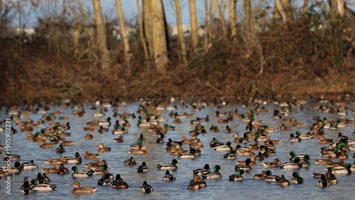 Wallpaper Mural Anatre Torontodigital.ca
