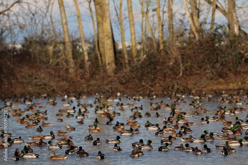 Wallpaper Mural Anatre Torontodigital.ca