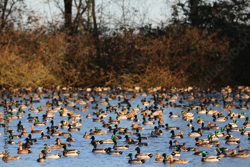 Wallpaper Mural Anatre Torontodigital.ca