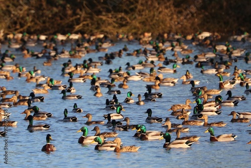 Wallpaper Mural Anatre Torontodigital.ca