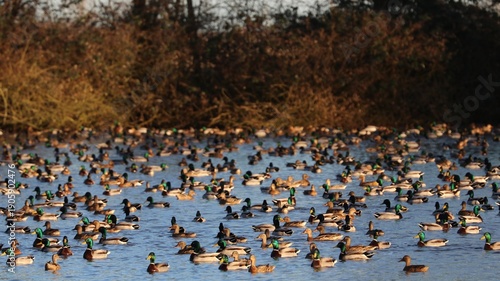 Wallpaper Mural Anatre Torontodigital.ca